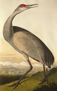 Sandhill Crane，来自&39;Birds of America&39;，由Robert Havell（1793-1878）1835年刻