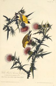 美国金翅雀。摘自《美国鸟类》，1827-1838年。 作者 约翰·詹姆斯·奥杜邦