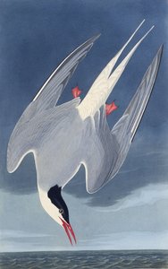 北极燕鸥。摘自《美国鸟类》，1827-1838年。 作者 约翰·詹姆斯·奥杜邦
