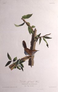 贝威克人ren。摘自《美国鸟类》，1827-1838年。 作者 约翰·詹姆斯·奥杜邦