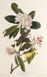 加拿大莺。摘自《美国鸟类》，1827-1838年。 作者 约翰·詹姆斯·奥杜邦