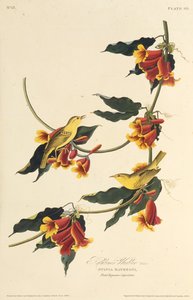 拉瑟伯恩莺。摘自《美国鸟类》，1827-1838年。 作者 约翰·詹姆斯·奥杜邦