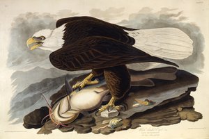 白头鹰。摘自《美国鸟类》，1827-1838年。 作者 约翰·詹姆斯·奥杜邦