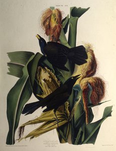 常见的gra。摘自《美国鸟类》，1827-1838年。 作者 约翰·詹姆斯·奥杜邦