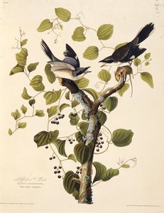 顶头伯劳。摘自《美国鸟类》，1827-1838年。 作者 约翰·詹姆斯·奥杜邦