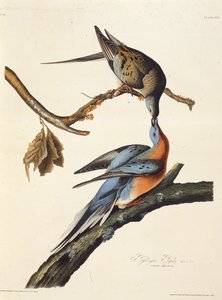 客运鸽。摘自《美国鸟类》，1827-1838年。 作者 约翰·詹姆斯·奥杜邦