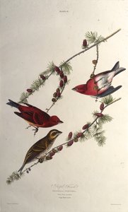 紫雀。摘自《美国鸟类》，1827-1838年。 作者 约翰·詹姆斯·奥杜邦