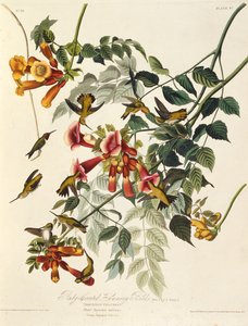 红宝石喉蜂鸟。摘自《美国鸟类》，1827-1838年。 作者 约翰·詹姆斯·奥杜邦
