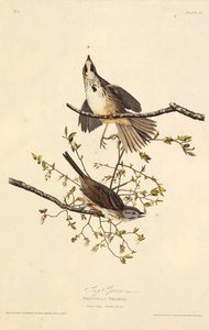 歌麻雀。摘自《美国鸟类》，1827-1838年。 作者 约翰·詹姆斯·奥杜邦