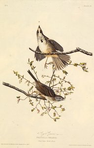 歌麻雀。摘自《美国鸟类》，1827-1838年。 作者 约翰·詹姆斯·奥杜邦