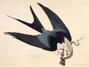 燕尾风筝。摘自《美国鸟类》，1827-1838年。 作者 约翰·詹姆斯·奥杜邦