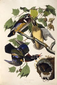 木鸭。摘自《美国鸟类》，1827-1838年。 作者 约翰·詹姆斯·奥杜邦