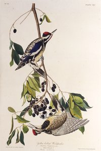 黄腹的啄木鸟。摘自《美国鸟类》，1827-1838年。 作者 约翰·詹姆斯·奥杜邦