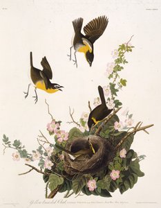 黄胸聊天。摘自《美国鸟类》，1827-1838年。 作者 约翰·詹姆斯·奥杜邦