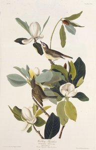 的捕蝇器。摘自《美国鸟类》，1827-1838年。 作者 约翰·詹姆斯·奥杜邦