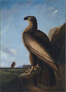 华盛顿海鹰，约1836-1839年。 作者 约翰·詹姆斯·奥杜邦