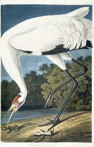 鹤鸣，成年男性，1834年 作者 约翰·詹姆斯·奥杜邦