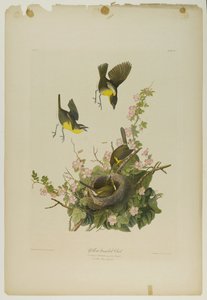 黄胸聊天，由Julien Bien印刷，由Roe Lockwood＆Son出版，1861年（彩色石版画） 作者 约翰·詹姆斯·奥杜邦