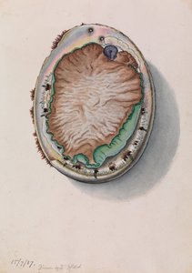 绿唇鲍，Haliotis laevigata