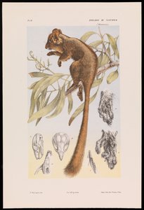 铅比特负鼠，Gymnobelideus leadbeateri