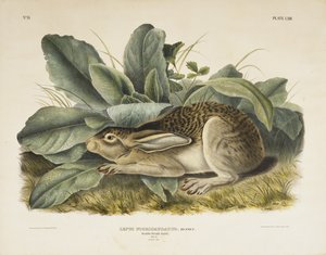 黑尾兔，1845年（编织纸上的手工彩色石版画）