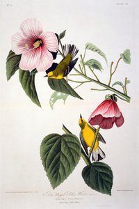 来自美国鸟类的蓝翅黄莺，由Robert Havell（1793-1878）雕刻
