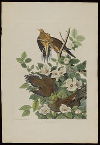 来自美国鸟类的Carolina Pigeon或Turtle Dove，由Robert Havell（1793-1878）雕刻
