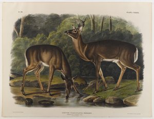 普通或弗吉尼亚鹿，由John T. Bowen（1801-c.1856）1848年雕刻