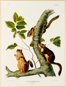 Douglas Squirrel，来自北美胎生四足动物的作品集，于1845年出版，1844年（原文见129902）