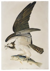 鱼鹰或鱼鹰，石版画由朱利叶斯比恩（1826-1909），1860年