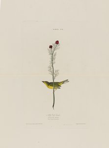 来自美国鸟类的Selbys Fly Catcher，由Robert Havell（1793-1878）镌刻