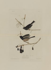 来自美国鸟类的雪鸟，由Robert Havell（1793-1878）刻