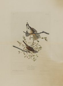 来自美国鸟类的Song Sparrow，由Robert Havell（1793-1878）镌刻