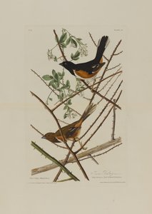 来自美国鸟类的Towhe Bunting，由Robert Havell（1793-1878）镌刻