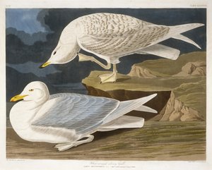 白翅银色鸥，由Robert Havell，Jr。（1793-1878）雕刻，1835年（手工雕刻）