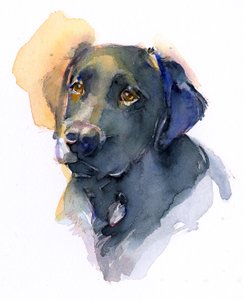 黑色实验室，2017年，（水彩画）