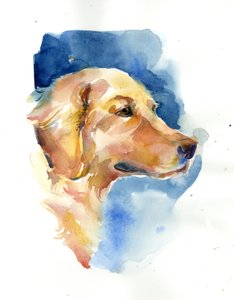 金毛猎犬，2015，（水彩画）