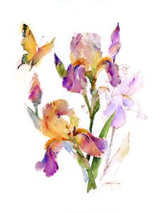 虹膜与黄色蝴蝶，2016年，（水彩）