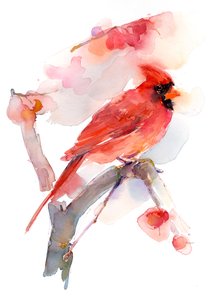 红衣主教，2016年，（水彩）