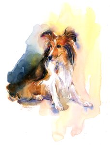 Sheltie肖像，2015年，（水彩画）