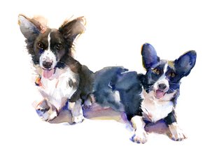 两个Corgis，2015，（水彩画）