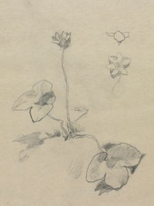 海葵 作者 约翰·拉法格