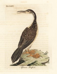 非洲鳍足，Podica senegalensis。约翰-莱瑟姆根据他自己的《鸟类通史》绘制和雕刻的手绘铜版，温彻斯特 作者 约翰·莱瑟姆