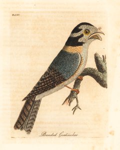 澳大利亚猫头鹰夜莺，Aegotheles cristatus或黄褐色蛙口，Podargus strigoides？(Banded goatsucker, Caprimulgus vittatus.) 约翰-莱瑟姆根据他自己的《鸟类通史》绘制和雕刻的手绘铜版，温彻斯特。 作者 约翰·莱瑟姆