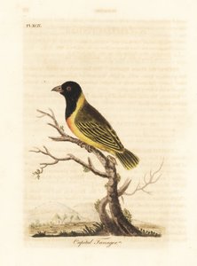 黑头黄冠织女，Ploceus melanocephalus capitalis (Capital tanager, Tanagra capitalis)。约翰-莱瑟姆根据他自己的《鸟类通史》绘制和雕刻的手绘铜版，温彻斯特 作者 约翰·莱瑟姆