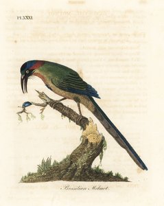 蓝冠斑鸠，Momotus momota（巴西斑鸠，Momotus brasiliensis）。约翰-莱瑟姆根据他自己的《鸟类通史》绘制和雕刻的手绘铜版，温彻斯特 作者 约翰·莱瑟姆