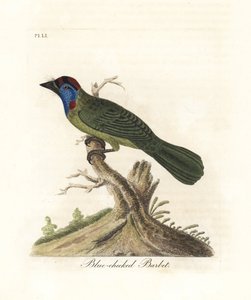 蓝喉或山地巴贝，Psilopogon asiaticus。(Blue-cheeked barbet, Trogon asiaticus)。约翰-莱瑟姆根据他自己的《鸟类通史》绘制和雕刻的手绘铜版，温彻斯特 作者 约翰·莱瑟姆