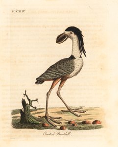 船嘴鹭，Cochlearius cochlearius (crested boatbill or cinereous boatbill, Cancroma cochlearia)。约翰-莱瑟姆根据他自己的《鸟类通史》绘制和雕刻的手绘铜版，温彻斯特 作者 约翰·莱瑟姆