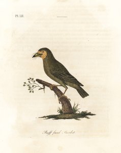 棕头巴贝，Megalaima zeylanica? (Buff-faced barbet, Bucco lathami)。来自大英博物馆中标有Megalaima lathami的标本。约翰-莱瑟姆根据他自己的《鸟类通史》绘制和雕刻的手绘铜版，温彻斯特 作者 约翰·莱瑟姆