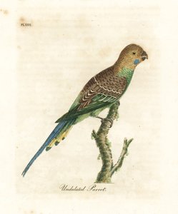 虎皮鹦鹉，Melopsittacus undulatus (Undulated parrot, Psittacus undulatus)。约翰-莱瑟姆根据他自己的《鸟类通史》绘制和雕刻的手绘铜版，温彻斯特 作者 约翰·莱瑟姆